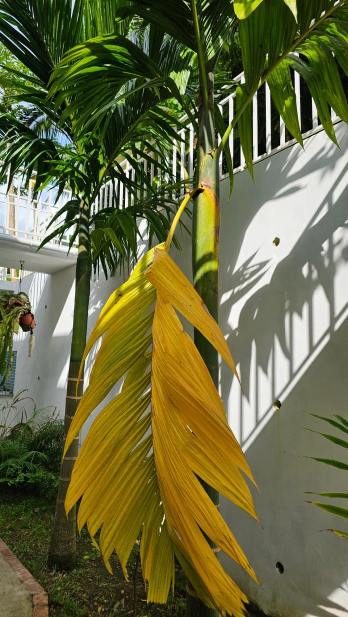 Harmony Self-Catering Apartments Beau Vallon  Exterior photo